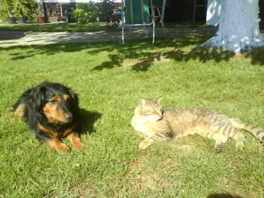 Pipi i Buba, uživaju u jutarnjem suncu