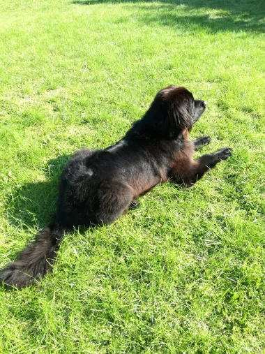 Lola na livadi
