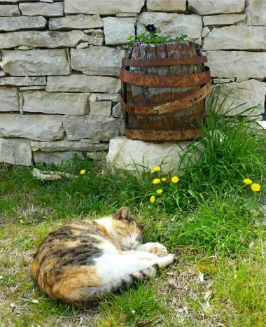 Kućni ljubimci u proljetnoj akciji