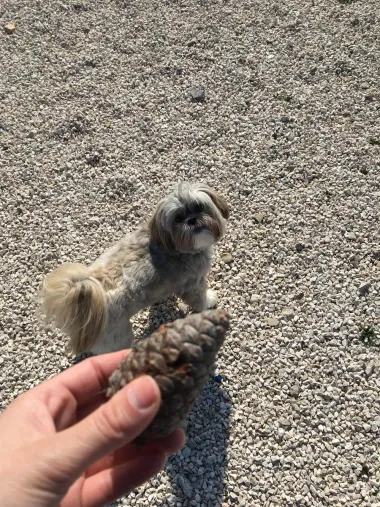Baci češer ??