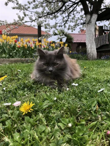 Pajo i tulipani