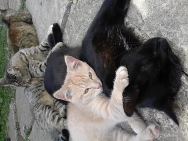 Kad se skupi ekipa