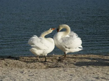 to se zove ljubav &lt;3