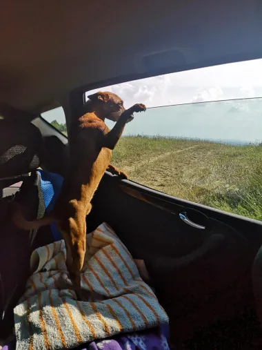 Moj pas Kiki ??