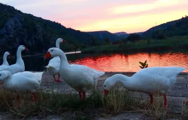 Obiteljsko okupljanje...sunce okupano u Zrmanji??