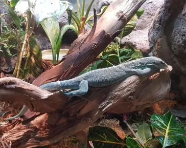 San Diego Zoo