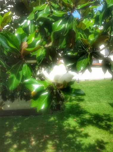 Kraljevska magnolija