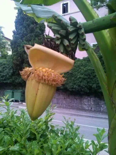 BANANE