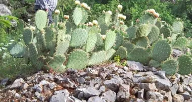 KAKTUSI