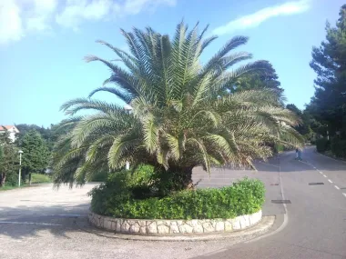 PALMA