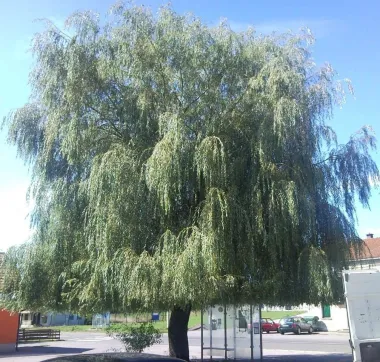 VRBA