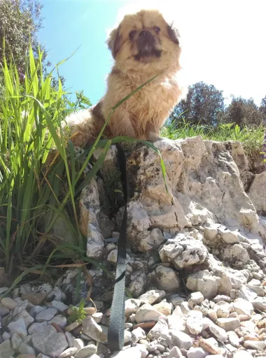 Tema je: zeleno