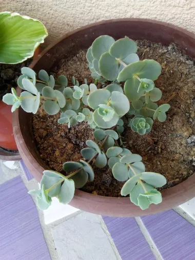 Sedum sieboldi