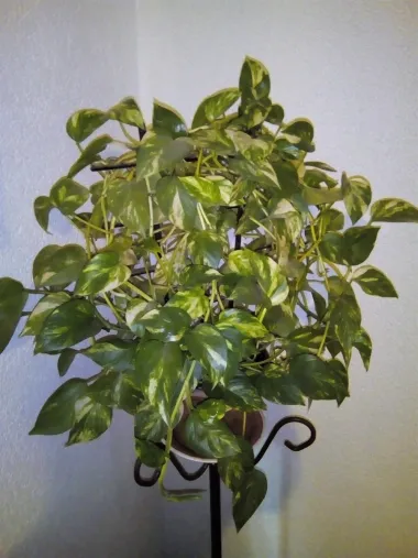 Zelena starica