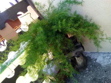 Esperagus