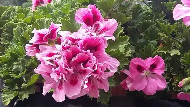 Think pink