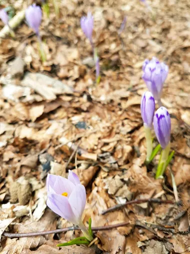 Boje proljeća
