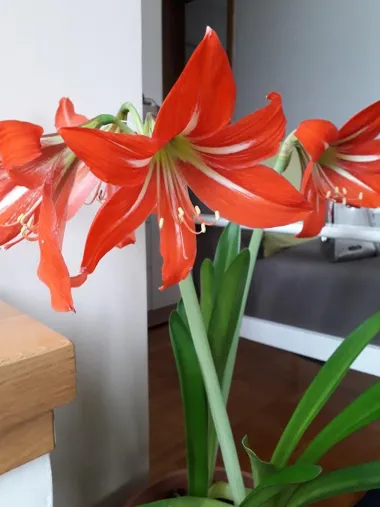 amarilis