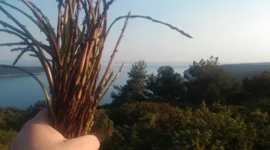 Da prvim šparogama stižu i prvi proljetni dani...