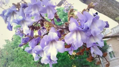 Zadarsko proljeće...