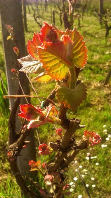 Proljeće u vinogradu...