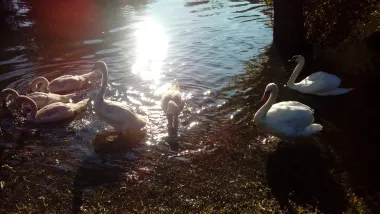 Vratili se labudovi na Bundek i najavili proljeće