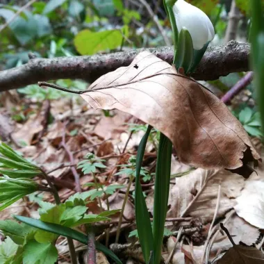 susret proljeća i jeseni