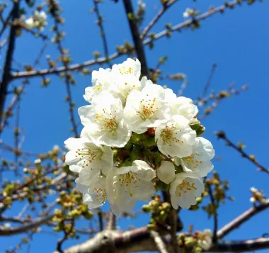 Tre&scaron;nja u cvatu