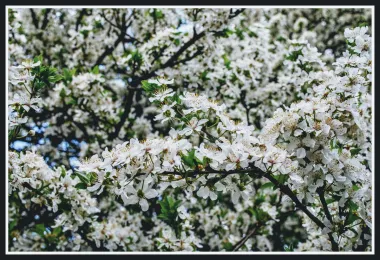 &Scaron;ibensko proljeće