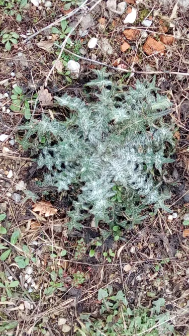 Zelena Ljepota s iglicama