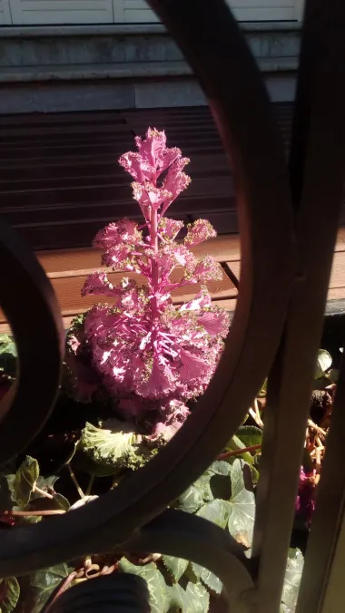 " Ja sam Kraljica Proljeca usred grada"