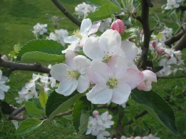 Proljeće u voćnjaku