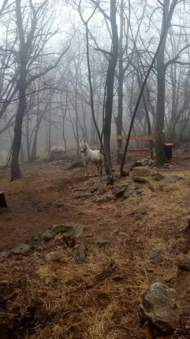 Kisa vani, a radost u meni