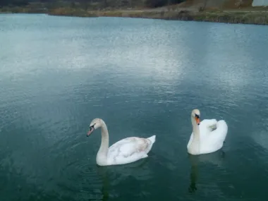 Dva zaljubljena labuda!