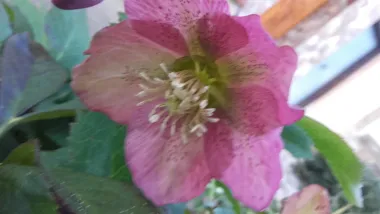 Moj kukurijek prije snijega