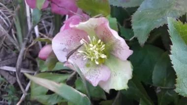 Prvi cvijet kukurijeka ove godine˘