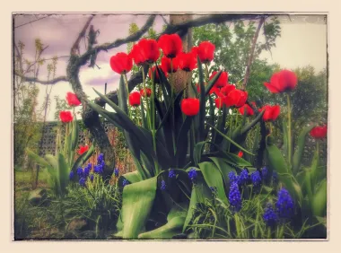 Crvena rasko&scaron;