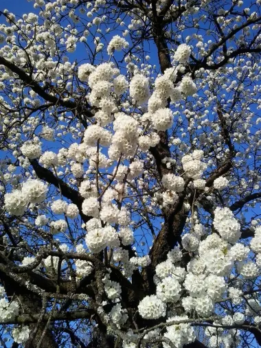 na&scaron;a stoljetna tre&scaron;nja...