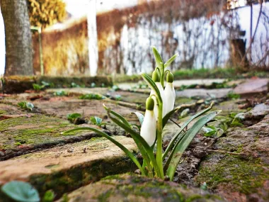 U mom dvori&scaron;tu skrivene, donijele su proljeće...