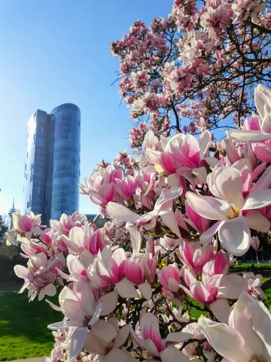 Düsseldorf (Foto: Unsplash)