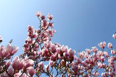 Beč (Foto: Unsplash)