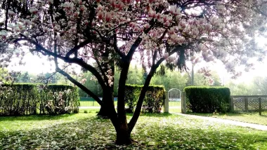 magnolia