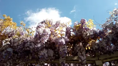 Pogled s prozora na predivni balkon u cvatu
