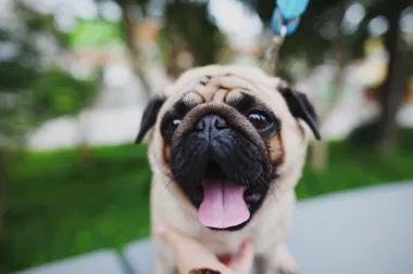 Mops je pasmina s fizički prepoznatljivim značajkama naboranog lica, krate njuške i uvijenog repa. Šarmantni su i idealni kućni psi jer uvijek žele biti u blizini svojih ljudi te su vrlo odani, privrženi i inteligentni.