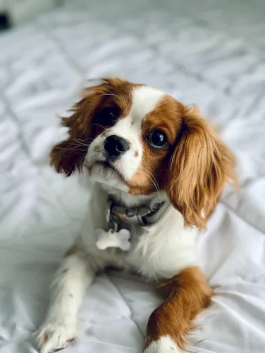Cavalier King Charles španijel je mala pasmina španijela koja ima sportske korijene. Ovi su psi vrlo aktivni, brzi i energični, no vrlo su odani svojoj obitelji i izuzetno prijateljski raspoloženi prema svima.