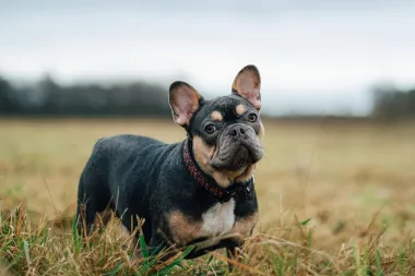 Popularni &quot;Frenchie&quot; razigran je, pametan i prilagodljiv te je jedna od najpopularnijih svjetskih pasmina. Imaju snažno mišićavo tijelo s kratkom dlakom koju je jednostavno za održavati, imaju blagu narav i ne laju puno i kao takvi, savršeni su kućni ljubimci. 