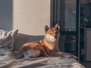 Shiba inu najmanja je od šest čistokrvnih vrsta pasa iz Japana. Oprezna, aktivna i društvena, japanska pasmina shiba inu može biti prilično neovisna, a ovim je psima potrebno socijaliziranje od najranije dobi kako bi postali pravi obiteljski psi.