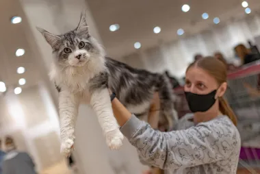 Neobične mace 'okupirale' Osijek na revijalnoj izložbi