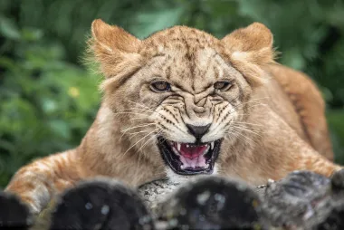 U svibnju ove godine osječki zoološki vrt dobio je nove stanovnike. Iz Nyireghazi, odnosno Sosto ZOO-a iz Mađarske, stigle su dvije ženke lava rođene 24. kolovoza 2020.