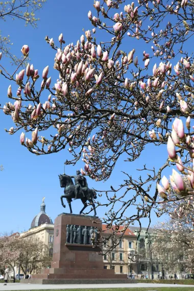 Jedva smo dočekale: Procvjetale su zagrebačke magnolije